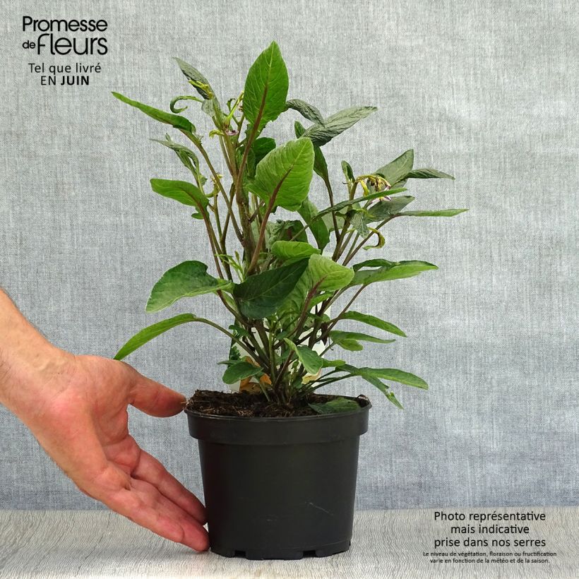 Exemplaar van Meloenpeer - Solanum muricatum Pot van 1,5 l/2 l zoals geleverd in de zomer