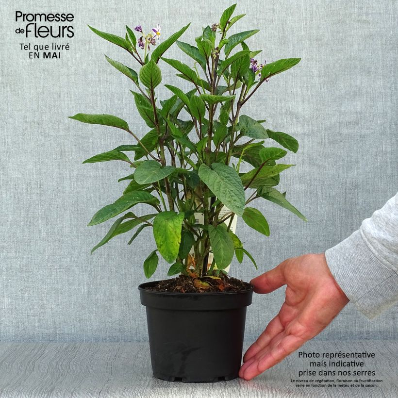Exemplaar van Meloenpeer - Solanum muricatum Pot van 1,5 l/2 l zoals geleverd in de lente