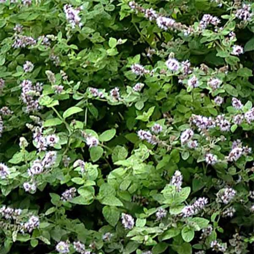 Gattefosse's munt BIO - Mentha gattefossei (Blad)