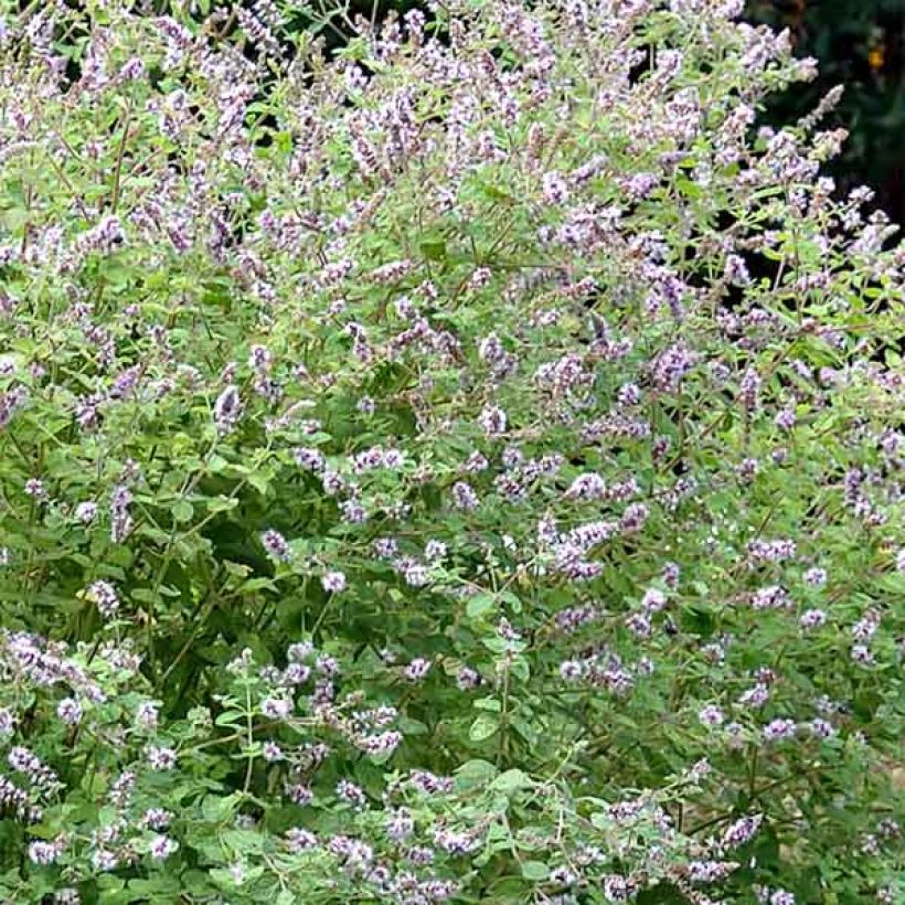 Gattefosse's munt BIO - Mentha gattefossei (Bloei)
