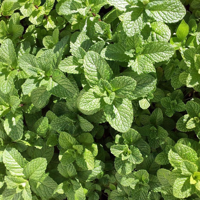 Mojito munt BIO - Mentha spicata Mojito (jonge planten) (Blad)