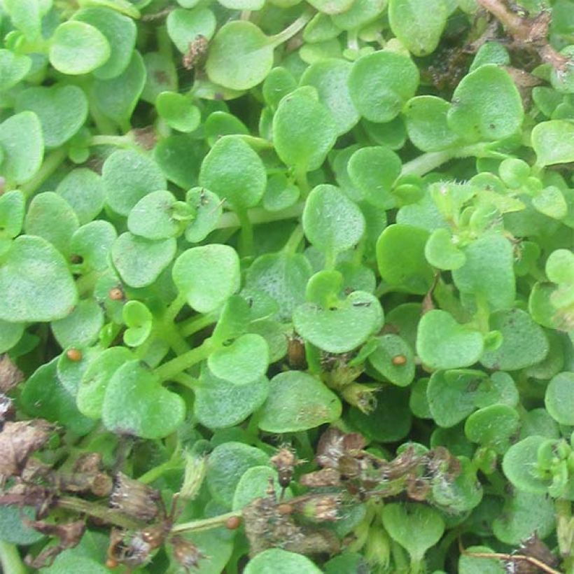 Mentha requienii - Corsicaanse munt (Foliage)