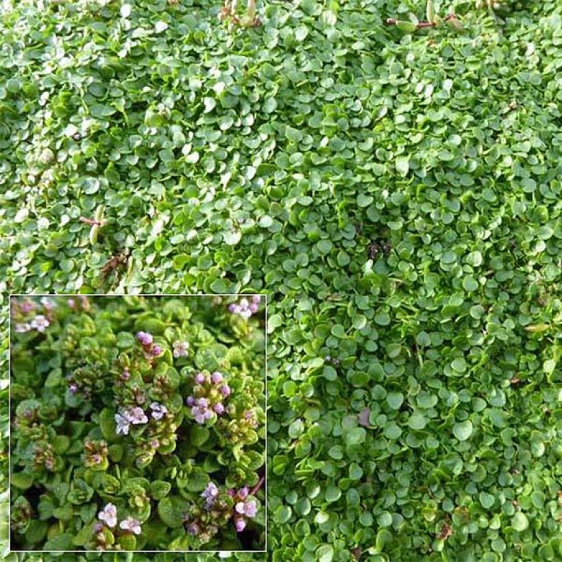 Mentha requienii - Corsicaanse munt (Flowering)