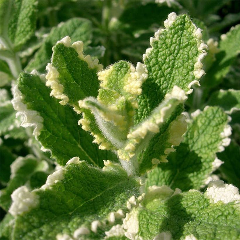 Bonte appelmunt - Mentha suaveolens Variegata (Blad)