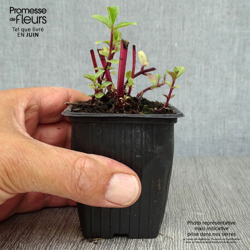 Exemplaar van Algerijnse munt BIO - Mentha spicata Kweekpotje van 7/8 cm zoals geleverd in de zomer