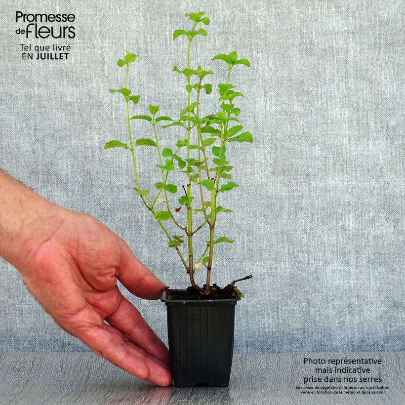Exemplaar van Bergamotmunt BIO - Mentha citrata Kweekpotje van 8/9 cm zoals geleverd in de zomer