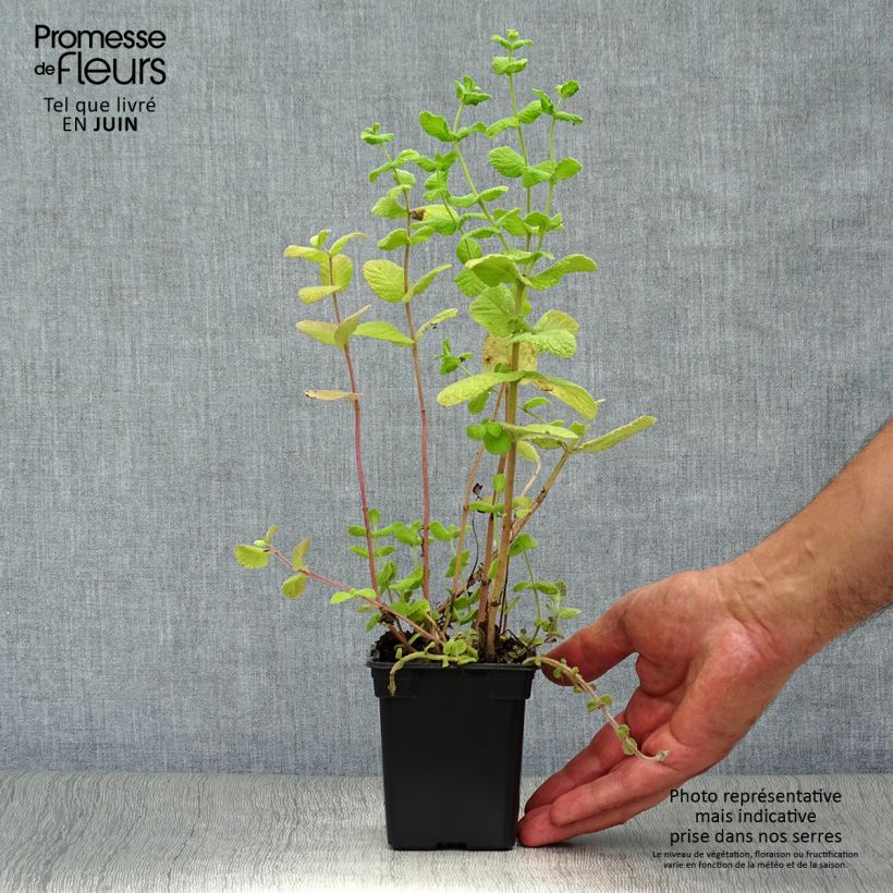 Exemplaar van Witte pepermunt BIO - Mentha piperita Alba Kweekpotje van 8/9 cm zoals geleverd in de zomer