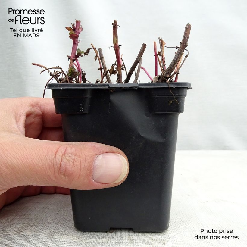 Exemplaar van Chinese munt BIO - Mentha haplocalyx Kweekpotje van 8/9 cm zoals geleverd in de lente