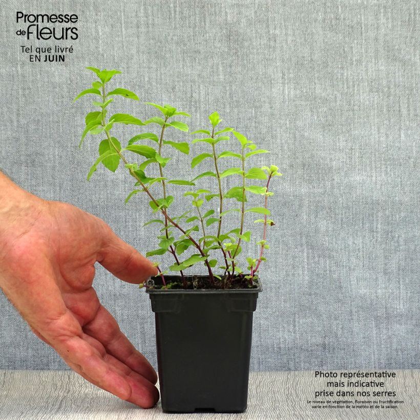 Exemplaar van Citroenmunt - Mentha piperita Kweekpotje van 8/9 cm zoals geleverd in de zomer