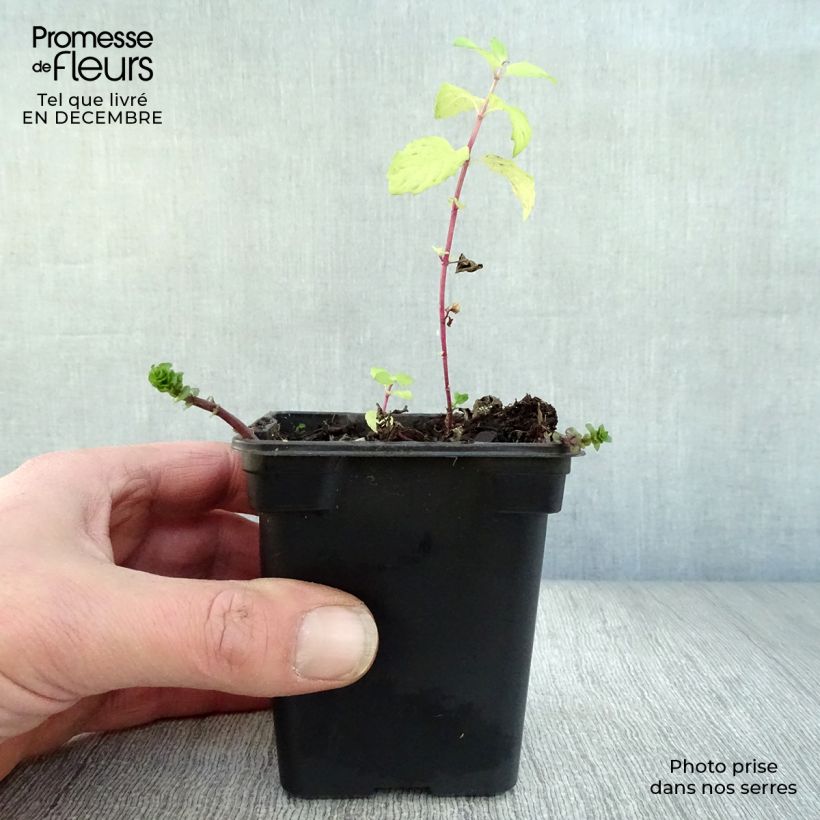 Exemplaar van Citroenmunt - Mentha piperita Kweekpotje van 8/9 cm zoals geleverd in de winter