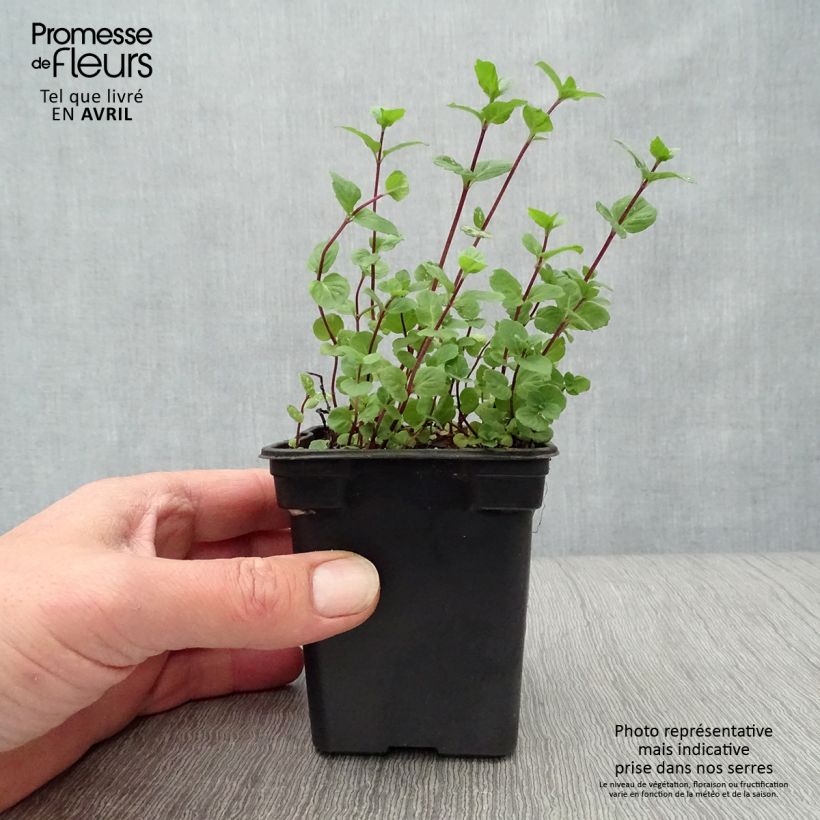 Exemplaar van Citroenmunt - Mentha piperita Kweekpotje van 8/9 cm zoals geleverd in de lente