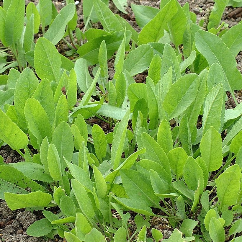 Balsemwormkruid - Tanacetum balsamita (Groeiplaats)