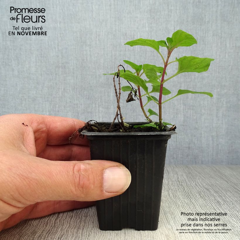 Exemplaar van Eau de cologne-munt BIO - Mentha rotundifolia Eau de Cologne Kweekpotje van 7/8 cm zoals geleverd in de herfst