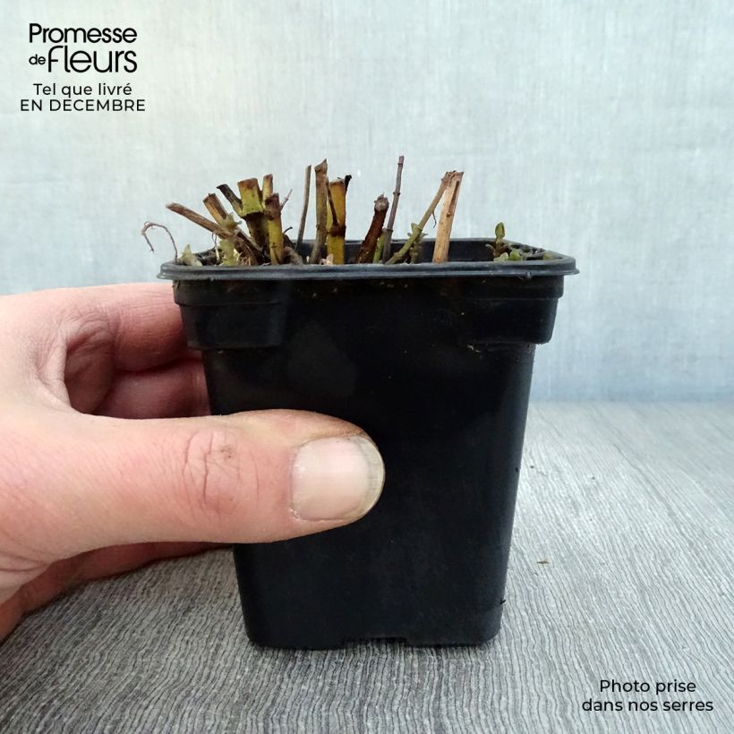 Exemplaar van Eau de cologne-munt BIO - Mentha rotundifolia Eau de Cologne Kweekpotje van 7/8 cm zoals geleverd in de winter