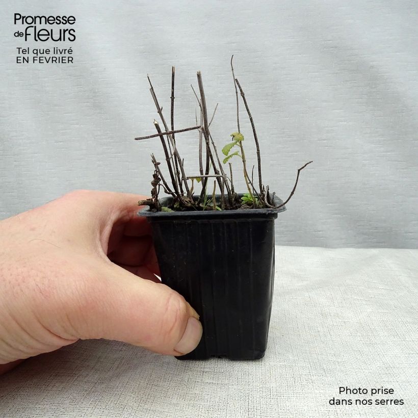 Exemplaar van Aardbeienmunt BIO - Mentha arvensis Strawberry Kweekpotje van 7/8 cm zoals geleverd in de winter