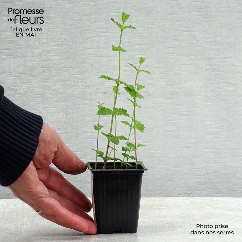 Exemplaar van Aardbeienmunt BIO - Mentha arvensis Strawberry Kweekpotje van 7/8 cm zoals geleverd in de lente