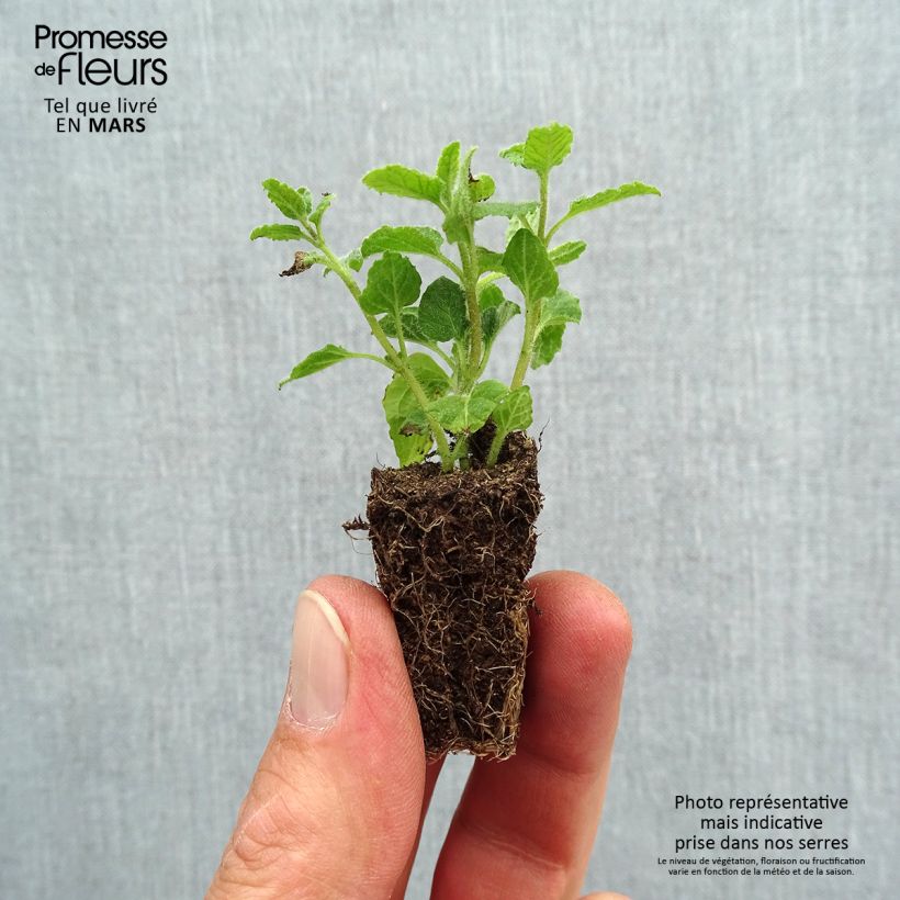 Exemplaar van Aardbeienmunt BIO - Mentha arvensis Strawberry Mini-mot Ø 3/4 cm zoals geleverd in de lente