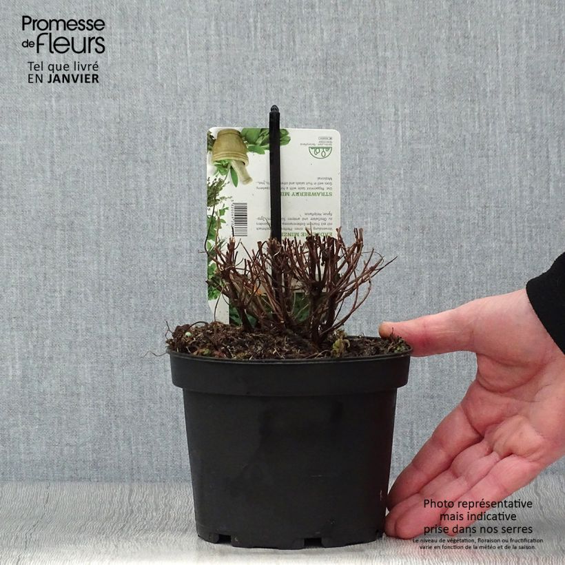 Exemplaar van Aardbeienmunt - Mentha arvensis Strawberry Pot van 1,5 l/2 l zoals geleverd in de winter