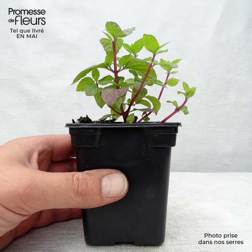 Exemplaar van Gembermunt BIO - Mentha gracilis Ginger Kweekpotje van 7/8 cm zoals geleverd in de lente