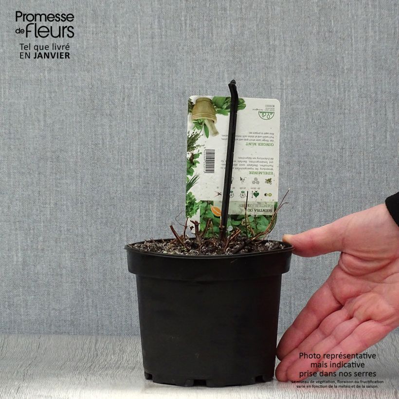 Exemplaar van Gembermunt - Mentha gracilis Ginger Pot van 1,5 l/2 l zoals geleverd in de winter