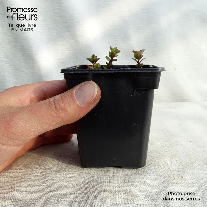 Exemplaar van Sinaasappelmunt - Mentha piperita Orange Kweekpotje van 8/9 cm zoals geleverd in de lente