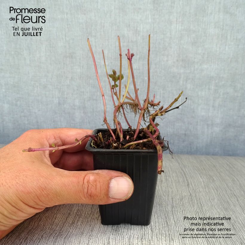 Exemplaar van Sinaasappelmunt - Mentha piperita Orange Kweekpotje van 8/9 cm zoals geleverd in de zomer