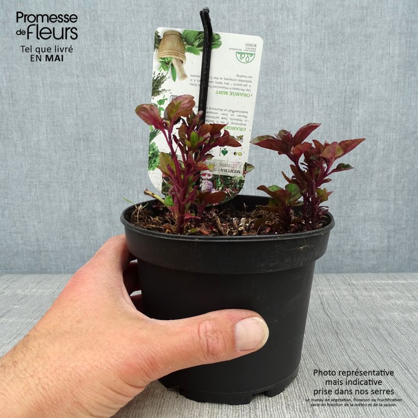 Exemplaar van Sinaasappelmunt - Mentha piperita Orange Pot van 1,5 l/2 l zoals geleverd in de lente