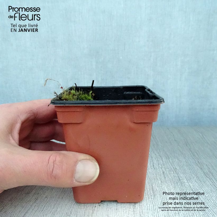 Exemplaar van Mojito munt BIO - Mentha spicata Mojito Kweekpotje van 7/8 cm zoals geleverd in de winter