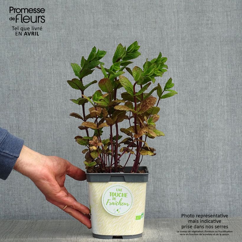 Exemplaar van Mojito munt BIO - Mentha spicata Mojito (jonge planten) Pot van 1 l/1,5 l zoals geleverd in de lente