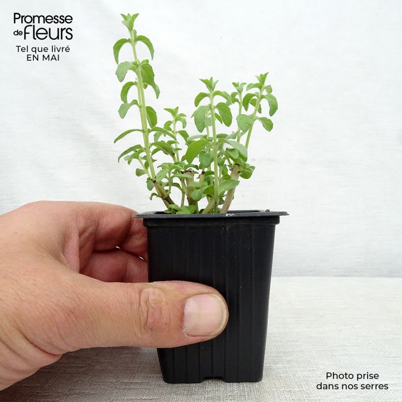 Exemplaar van Polei - Mentha pulegium Kweekpotje van 8/9 cm zoals geleverd in de lente