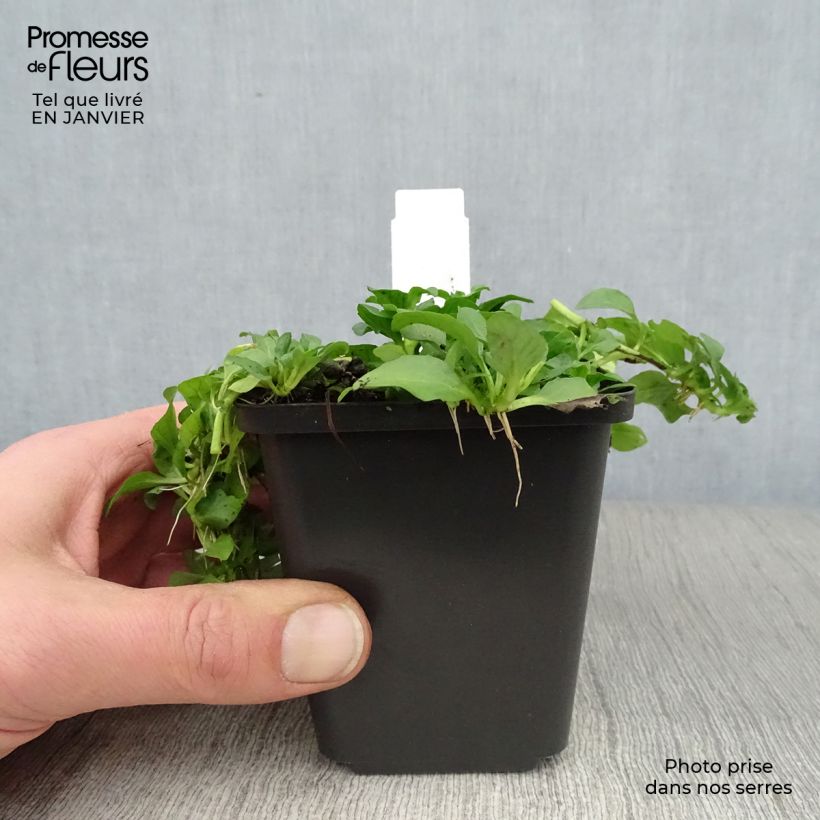 Exemplaar van Polei - Mentha pulegium Kweekpotje van 8/9 cm zoals geleverd in de winter