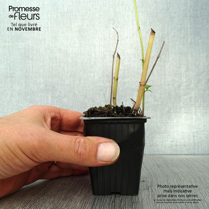 Exemplaar van Russische munt BIO - Mentha spicata Russian Kweekpotje van 7/8 cm zoals geleverd in de herfst