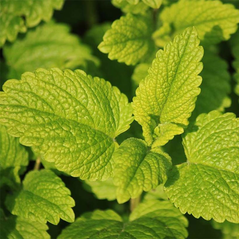 Tunesische munt BIO - Mentha spicata Nana (Blad)