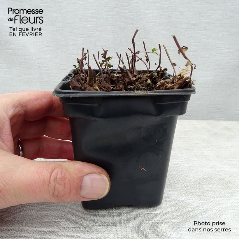 Exemplaar van Tunesische munt BIO - Mentha spicata Nana Kweekpotje van 8/9 cm zoals geleverd in de winter