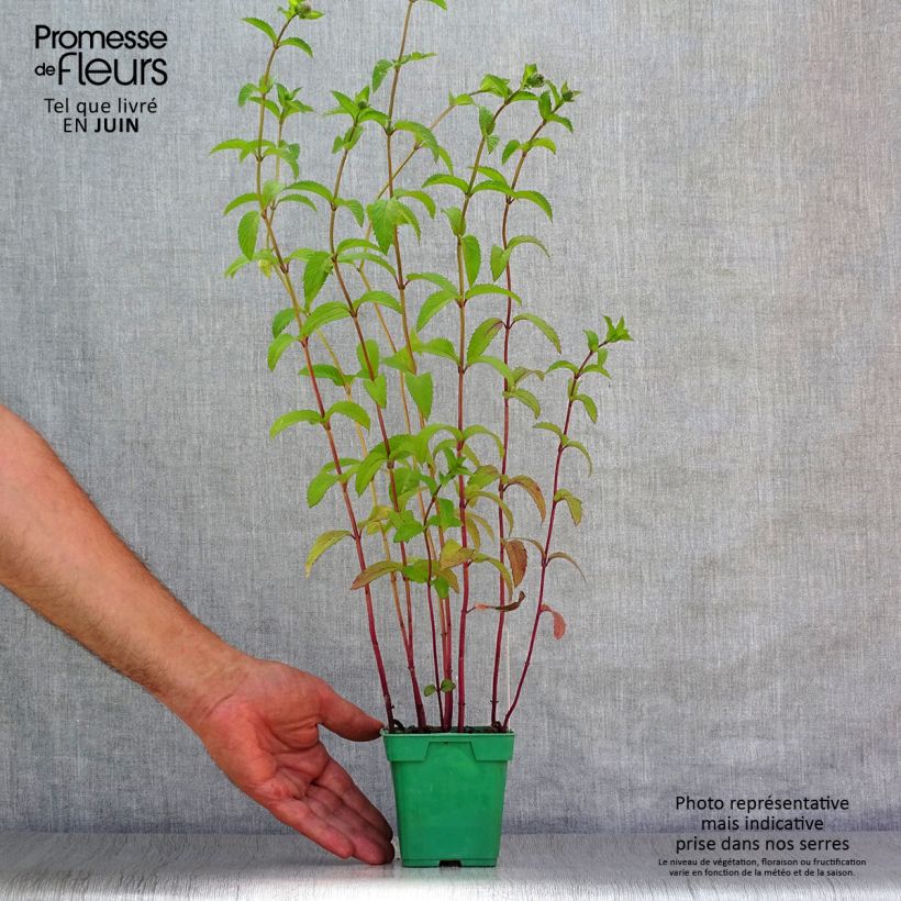 Exemplaar van Pepermunt Citaro Mentha piperita Citaro (jonge planten) Pot van 10 cm/11 cm zoals geleverd in de zomer