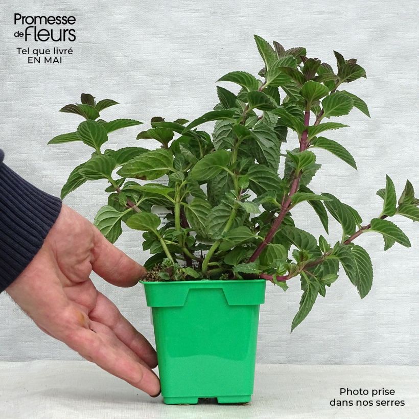 Exemplaar van Pepermunt Citaro Mentha piperita Citaro (jonge planten) Pot van 10 cm/11 cm zoals geleverd in de lente