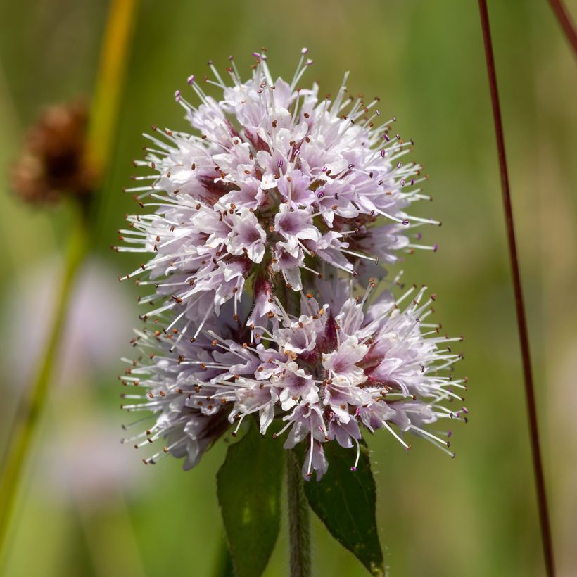 Watermunt - Mentha aquatica (Bloei)