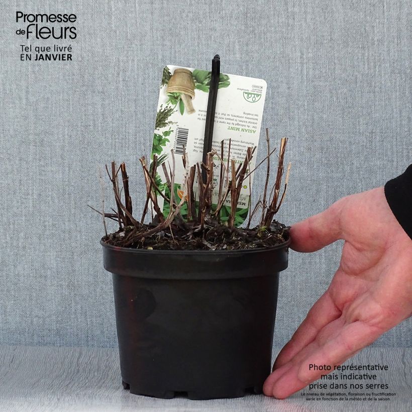 Example of Menthe asiatique - Mentha asiatica asian Pot van 1,5 l/2 l as you get in hiver
