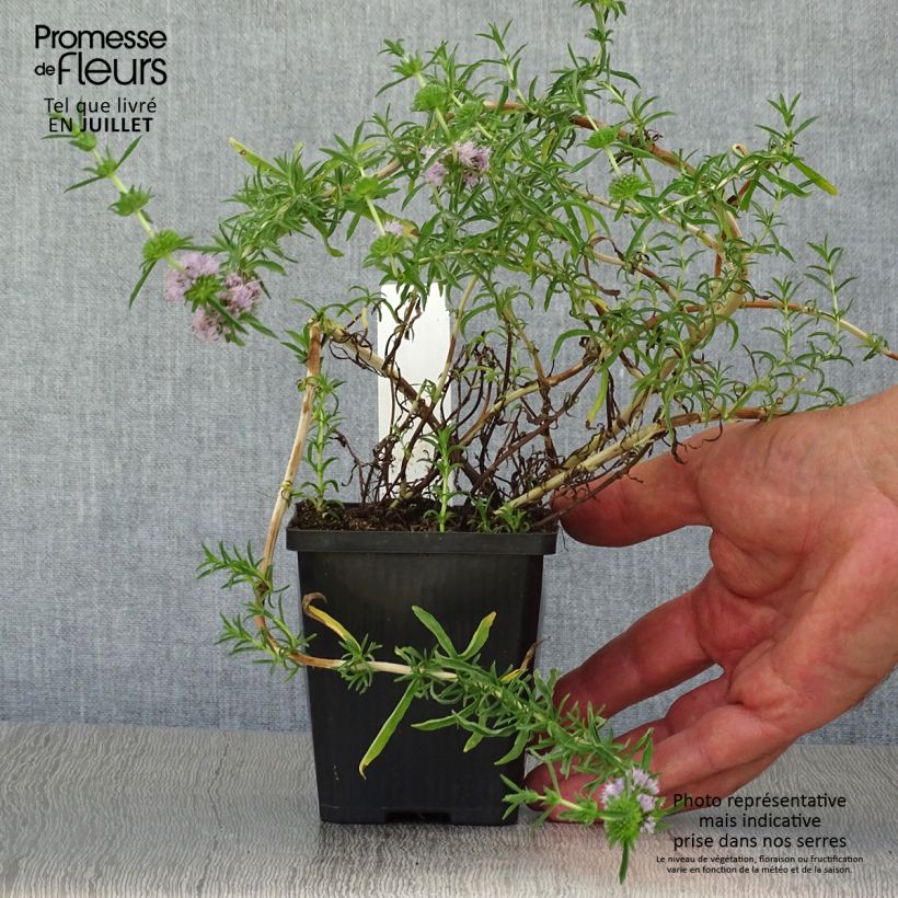 Exemplaar van Engelse Watermunt - Mentha cervina Kweekpotje van 8/9 cm zoals geleverd in de zomer