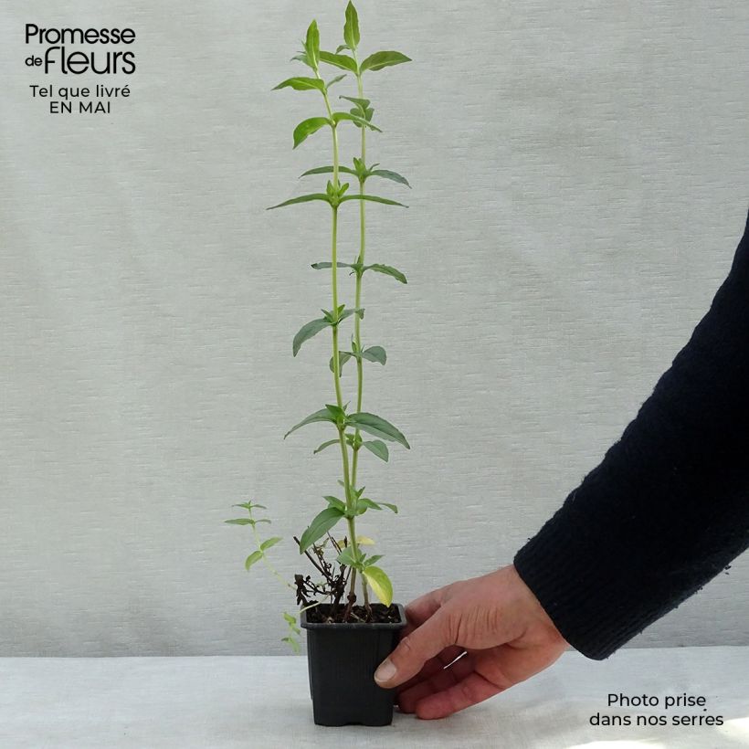 Exemplaar van Pycnanthemum muticum - Bergmunt Kweekpotje van 8/9 cm zoals geleverd in de lente