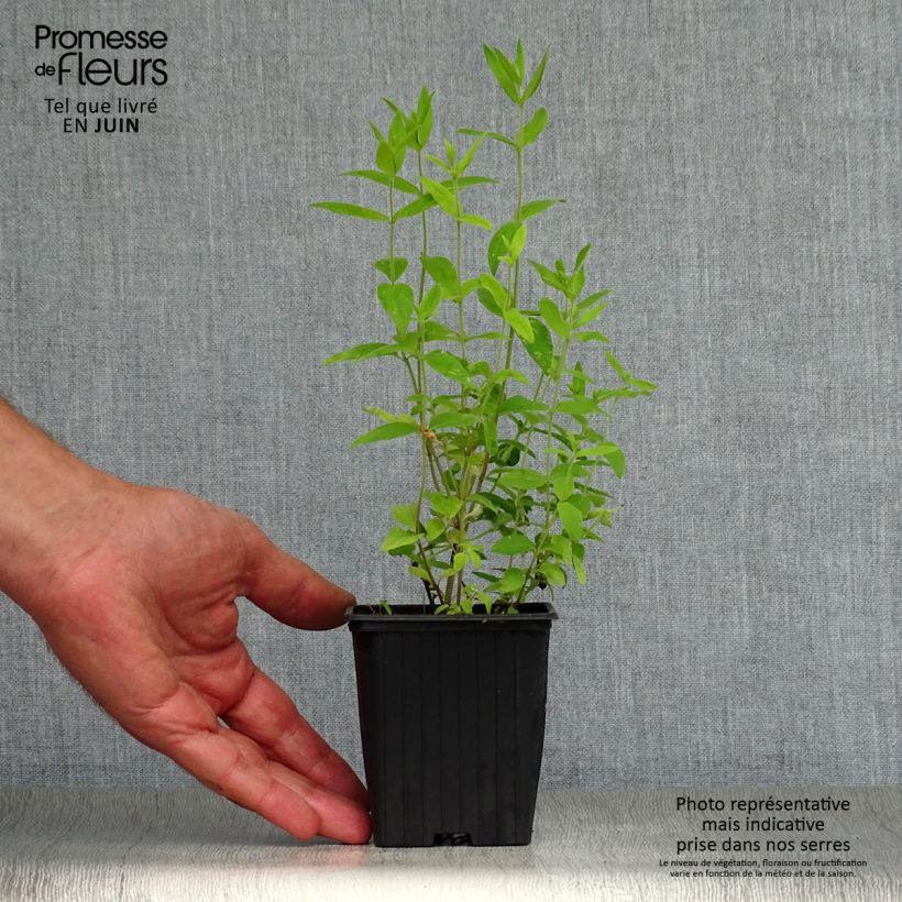Exemplaar van Amerikaanse bergmunt - Pycnanthemum pilosum Kweekpotje van 8/9 cm zoals geleverd in de zomer