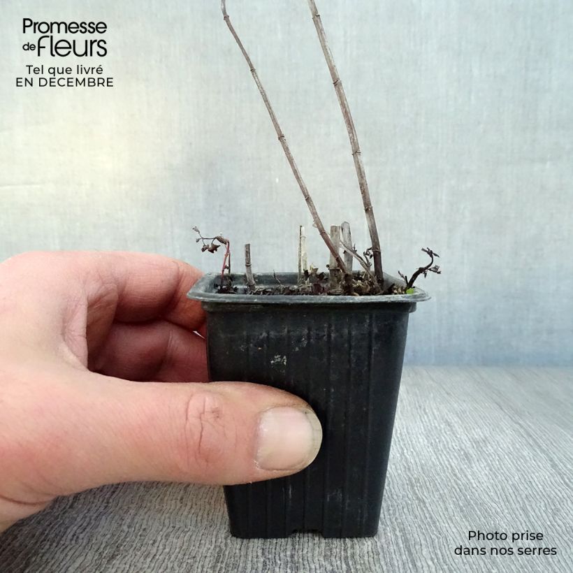 Exemplaar van Spaanse munt BIO - Mentha spicata Spanish  (jonge planten) Kweekpotje van 8/9 cm zoals geleverd in de winter