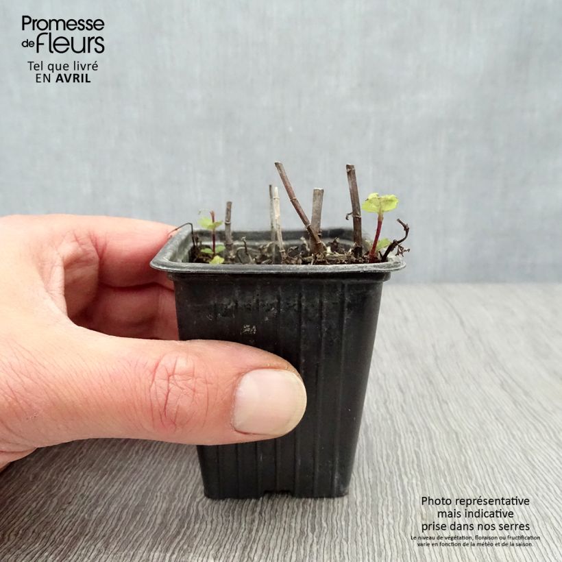 Exemplaar van Spaanse munt BIO - Mentha spicata Spanish  (jonge planten) Kweekpotje van 8/9 cm zoals geleverd in de lente