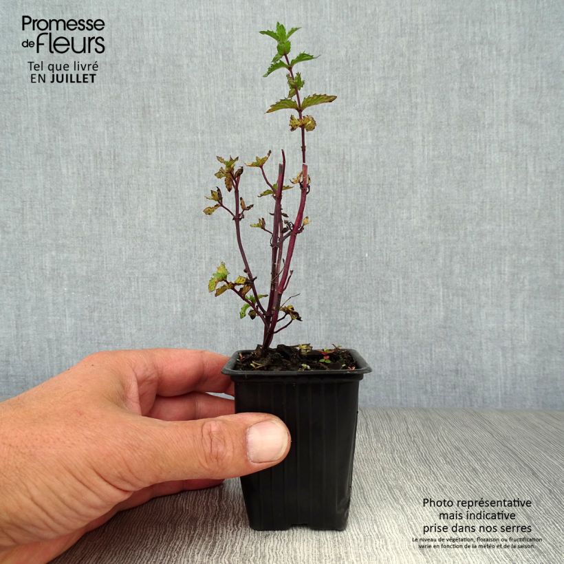 Exemplaar van Kruizemunt BIO - Mentha spicata Crispa Kweekpotje van 8/9 cm zoals geleverd in de zomer