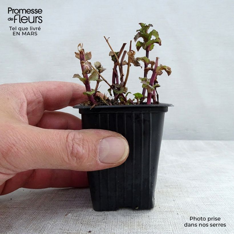 Exemplaar van Kruizemunt BIO - Mentha spicata Crispa Kweekpotje van 8/9 cm zoals geleverd in de winter