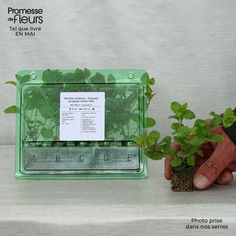 Example of Menthe indienne - Satureja douglasii Indian Mint Mini-mot Ø 3/4 cm as you get in printemps