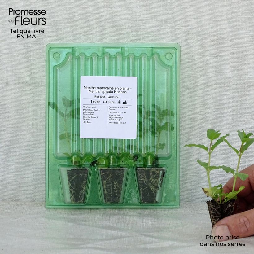 Exemplaar van Marokkaanse munt Nannah (jonge planten) Mini-mot Ø 3/4 cm zoals geleverd in de lente