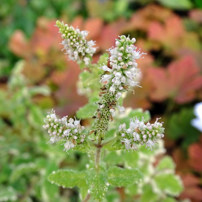 Bonte appelmunt - Mentha suaveolens Variegata (Bloei)