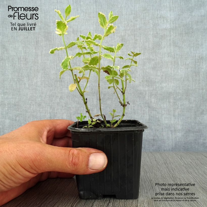 Exemplaar van Bonte appelmunt  - Mentha suaveolens Variegata Kweekpotje van 8/9 cm zoals geleverd in de zomer