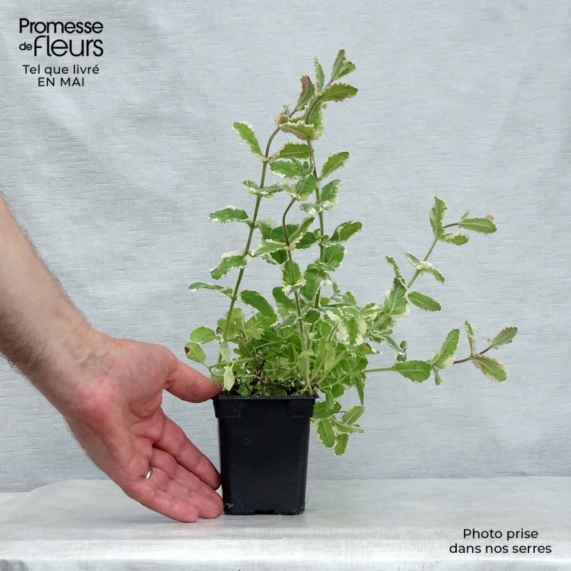 Exemplaar van Bonte appelmunt  - Mentha suaveolens Variegata Kweekpotje van 8/9 cm zoals geleverd in de lente